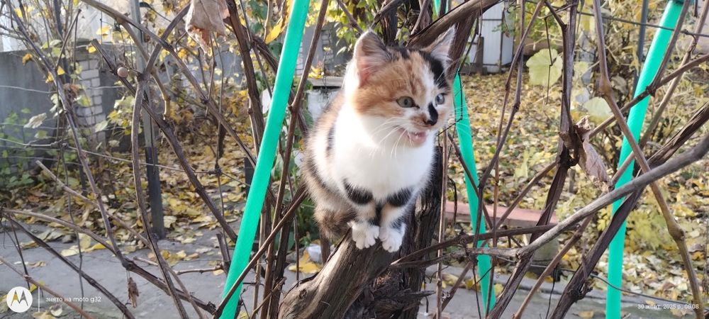 Кошеня на удачу , віддамо в добрі руки