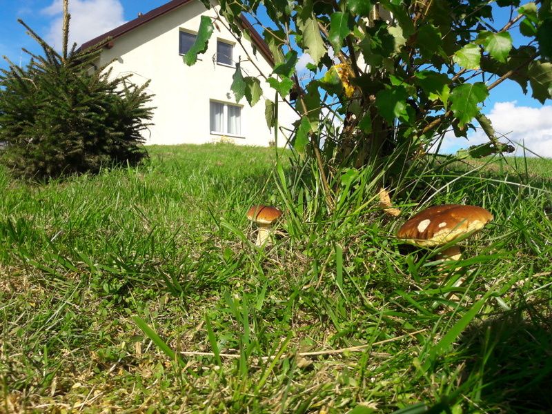 Borowik Szlachetny, Prawdziwek - grzybnia grzyby leśne