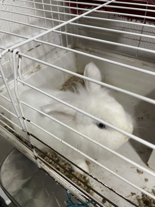 Coelho Anão para doar