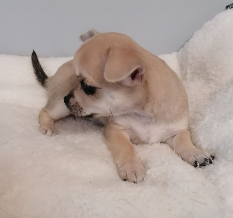 Chihuahua filigranowa suczka