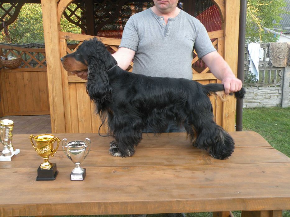 Cocker spaniel angielski suczka