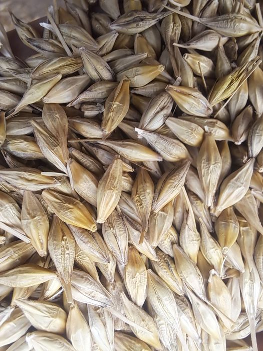 Jeczmien ozimy Jakubus / pszenica ozima / owies jary