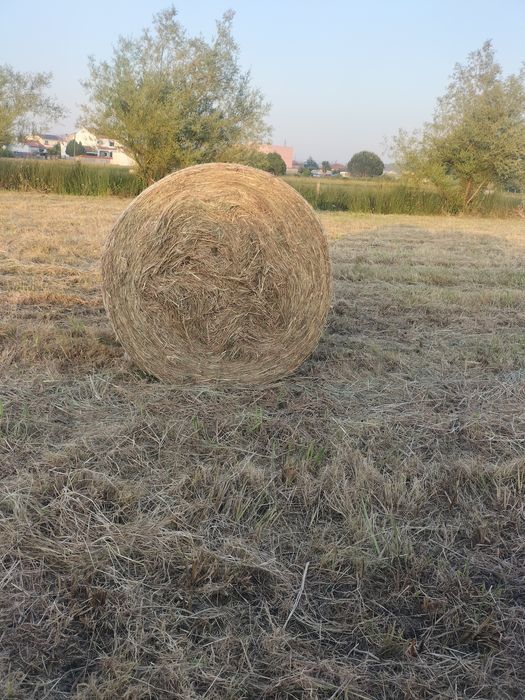 Rolos de palha para animais