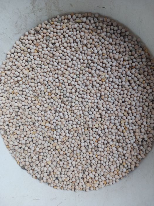 Sprzedam groch batut.