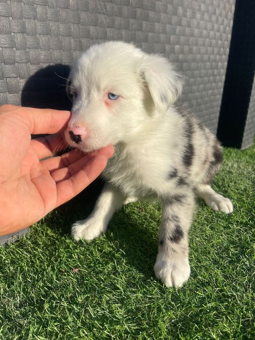 Border collie Olhos azuis Macho