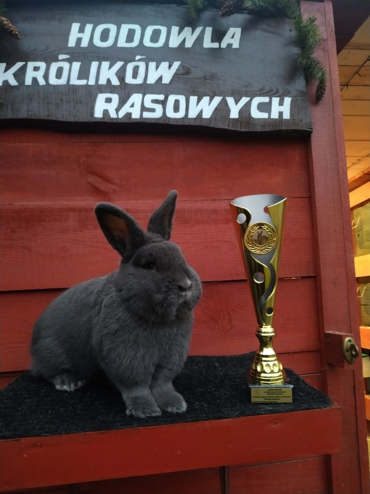 Króliki Samce/samice wiedeńskie niebieskie po ocenach