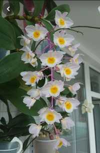 Орхідея, Dendrobium thyrsiflorum