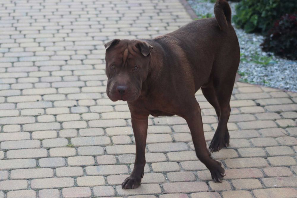 YUKI szuka domu. Pokochaj