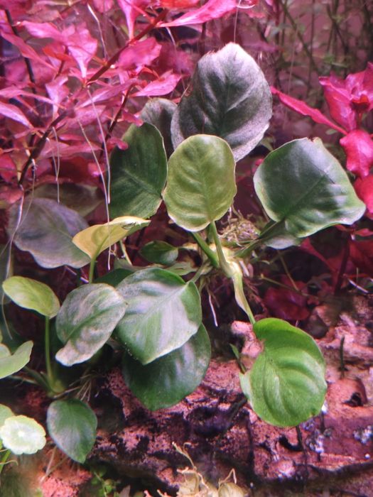 Planta Anubias Nana