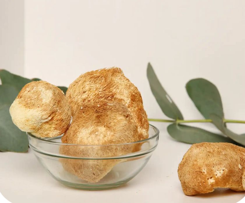 Їжочик гребінчастий, Ежовик, Єжовик, Lion’s mane (Hericium erinaceus)