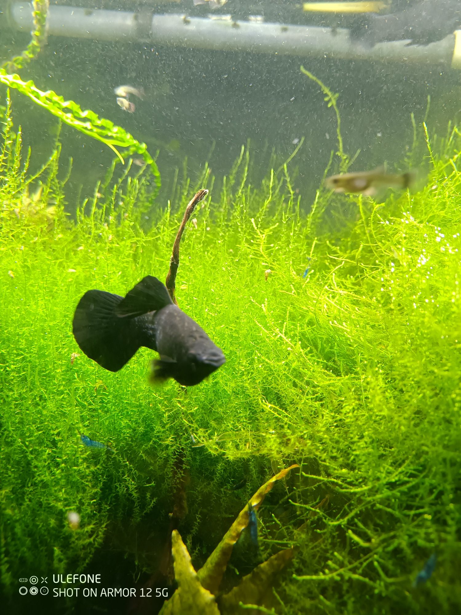 Molinezje Black Molly