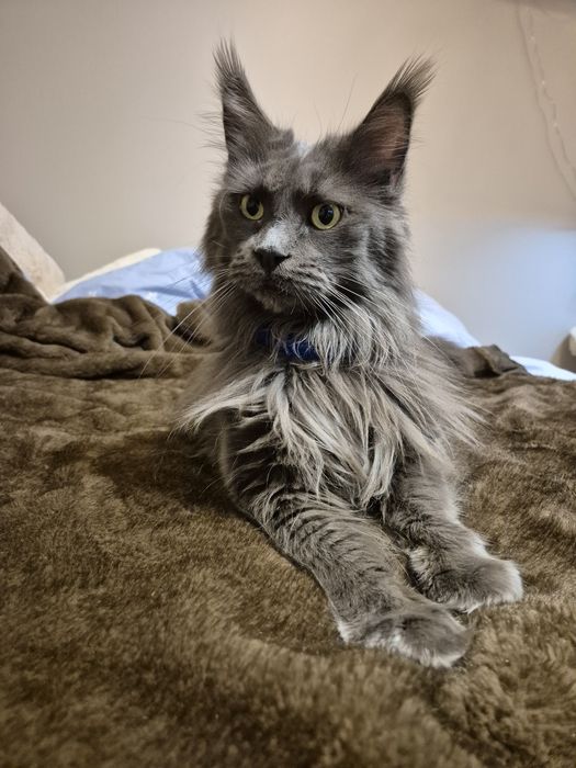 Kotka Maine Coon