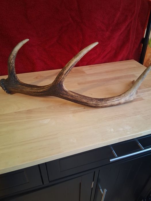 Mam do sprzedania roga jelenia jest duży 62 cm