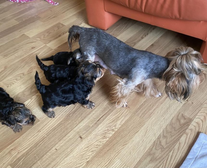 Хлопчик-йорк на в'язку.