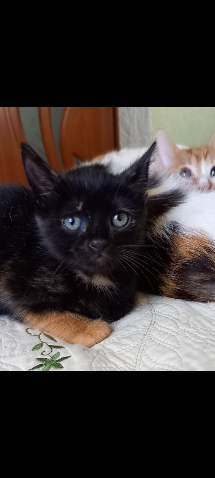Подарю котят в добрые, любящие руки