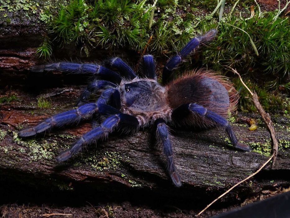 Pterinopelma sazimai (samica) 5DC