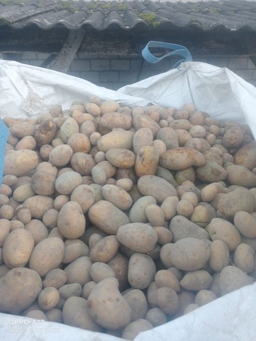 Sprzedam ziemniaki paszowe