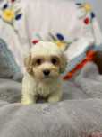 Sprzedam maltipoo