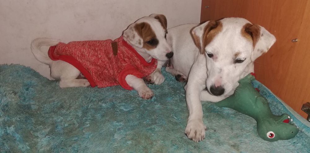 Джек Расел тер'єр