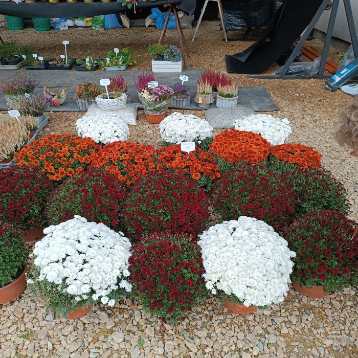 Chryzantemy , Dąbki