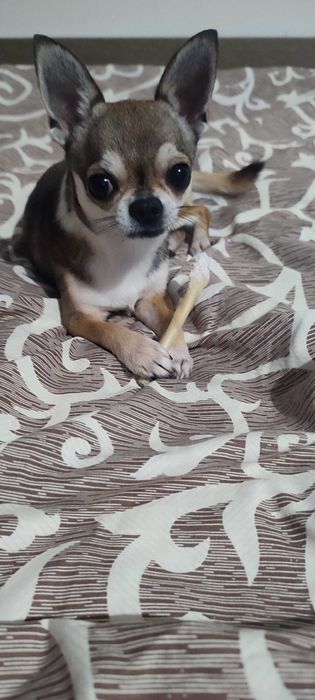 Кавалер шукає даму для побачень