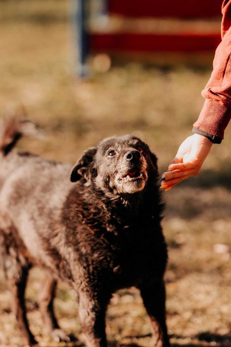 Bari - większość życia spędził w schronisku, nie traci nadziei