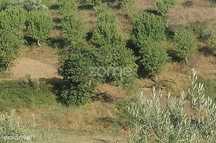 Terreno Agrícola com Rentabilidade (Olival, Amendoeiras) em Trevões