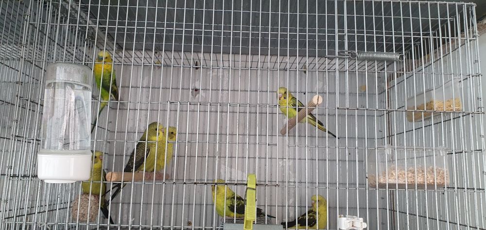 Piriquitos asas negras