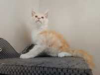 Kocurek Maine Coon