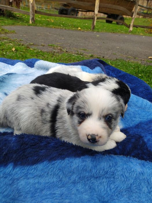 Piesek Border Collie