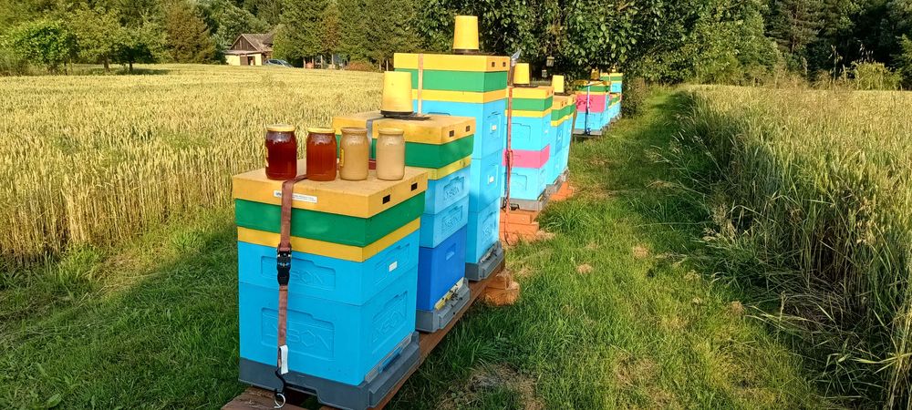 Naturalne miody prosto z pasieki