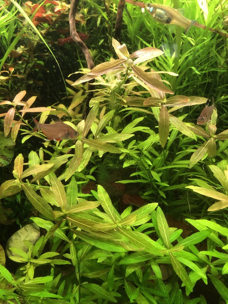 Hygrophila polysperma nadwódka