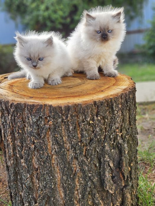 Котята невской маскарадной