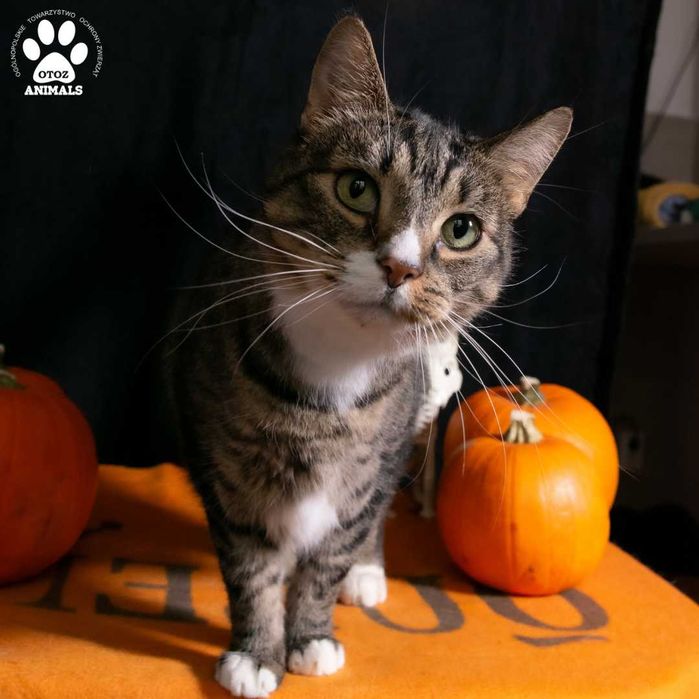 Śliczna kotka Anetka do adopcji!