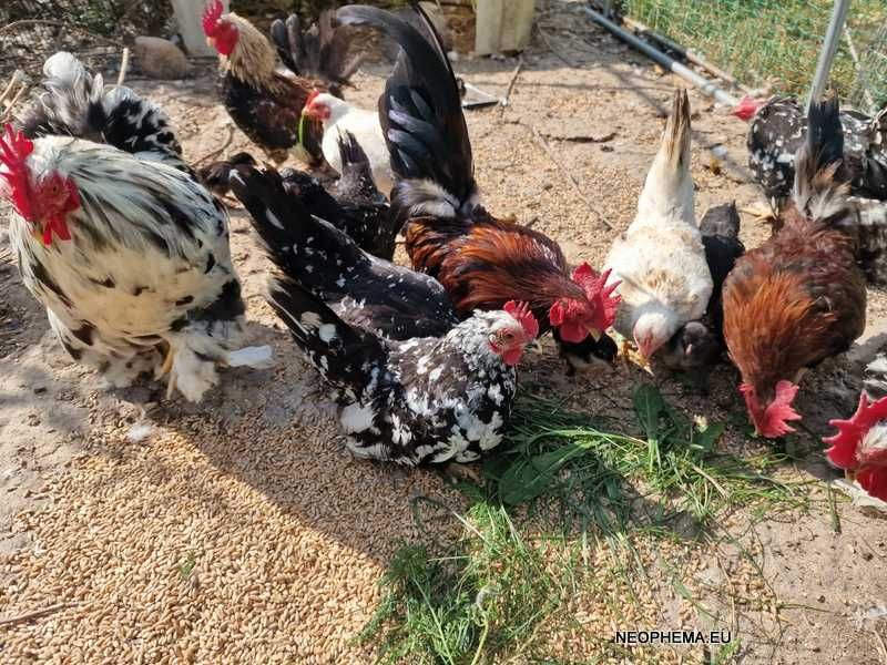 Kury miniaturowe Chabo czarne nakrapiane