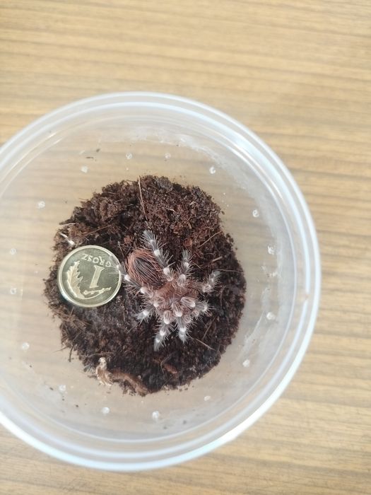 A. Geniculata sprzedam