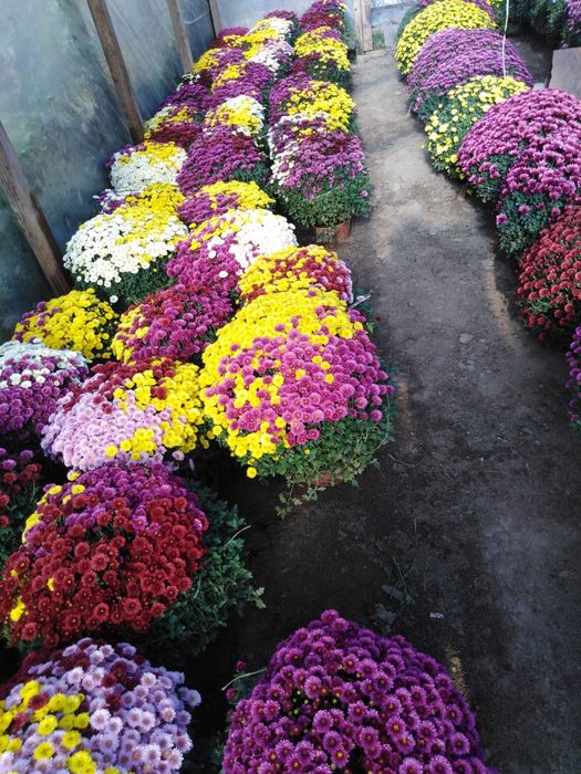 Chryzantemy wielko i drobno kwiatowe