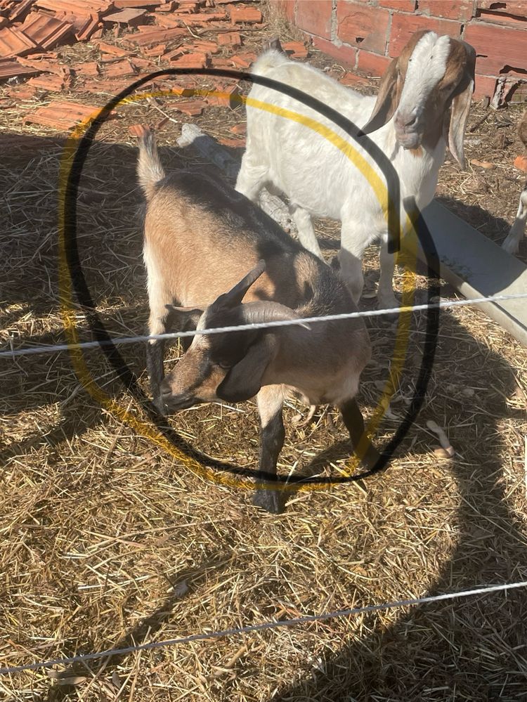 Cabras anãs para venda