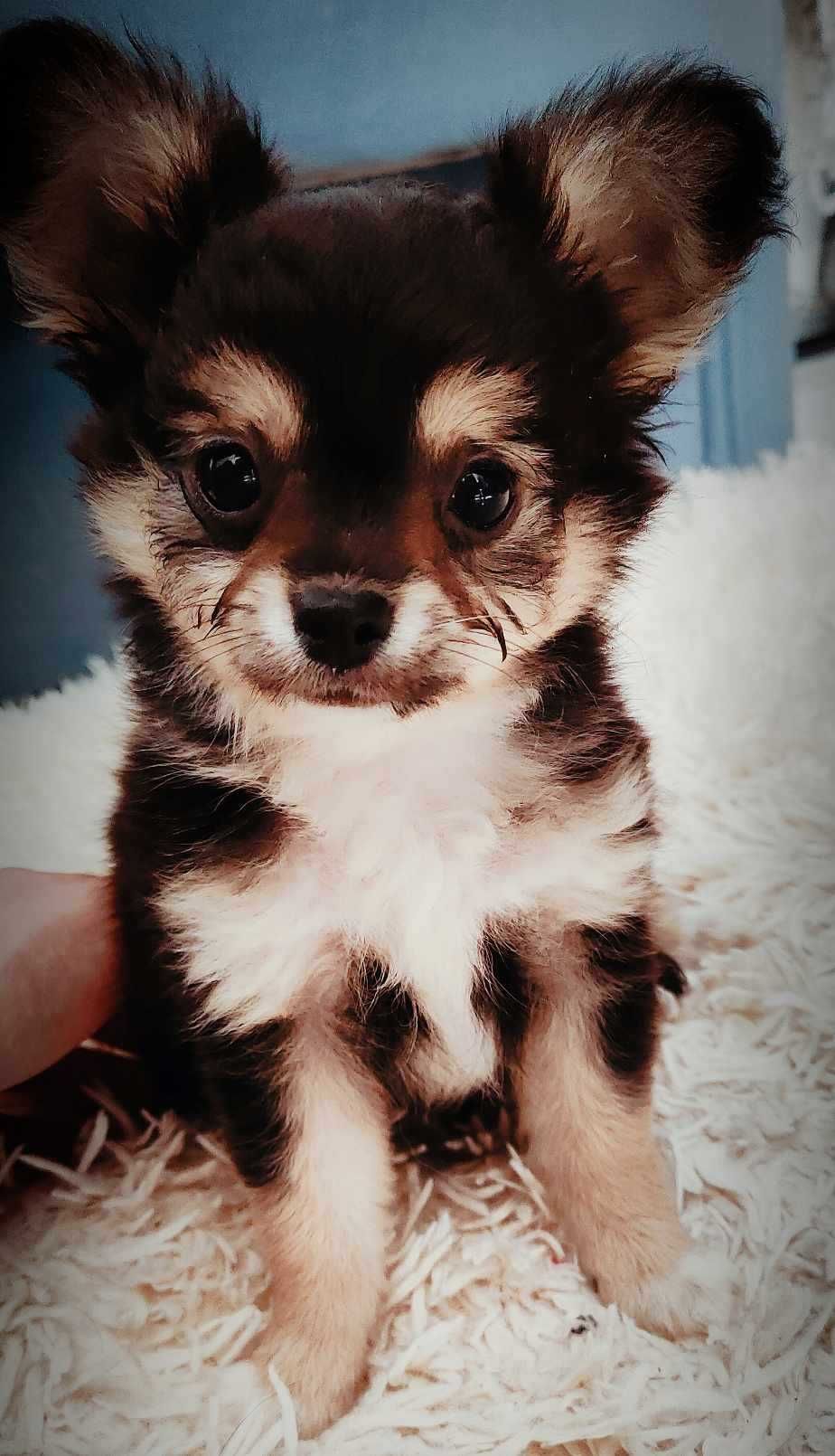 Gucio tricolor chihuahua