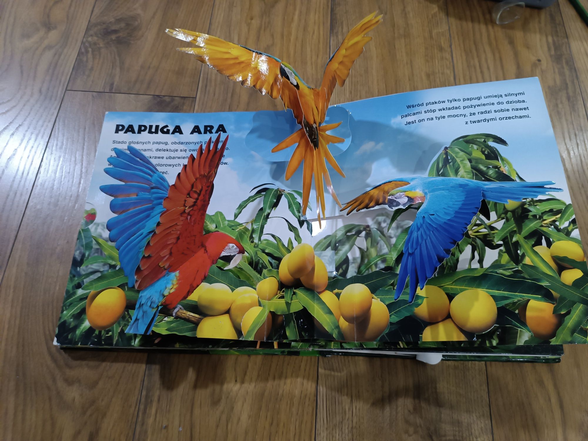dzikie zwierzęta 3D pop up