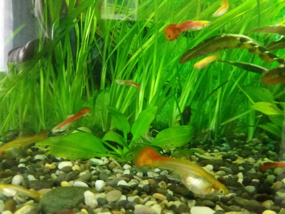 Анцитрус чистильщик и Гуппи