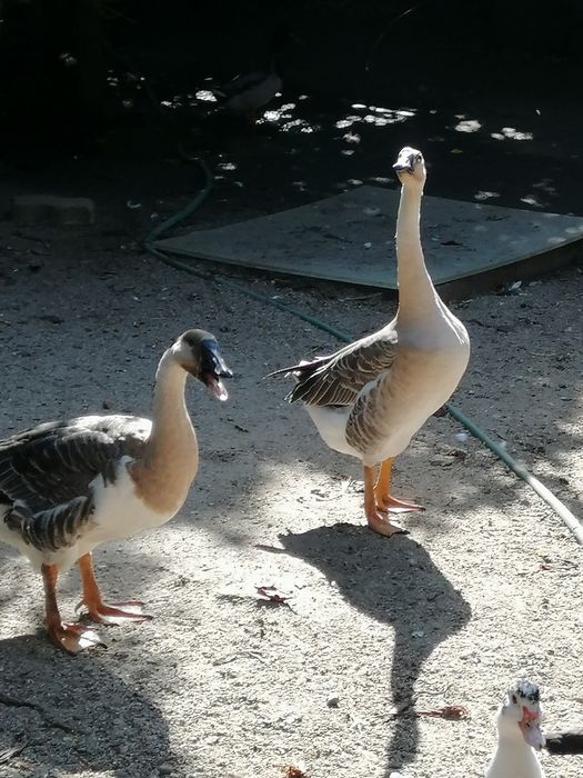 Gansos da Guiné (casal)