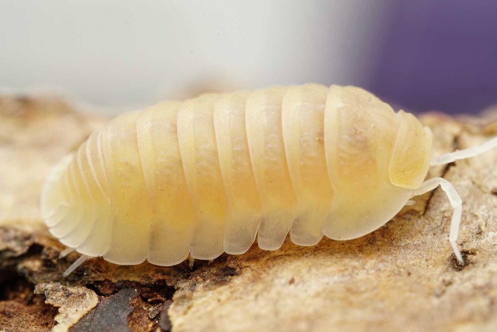 Isopody Cubaris sp równonogi
