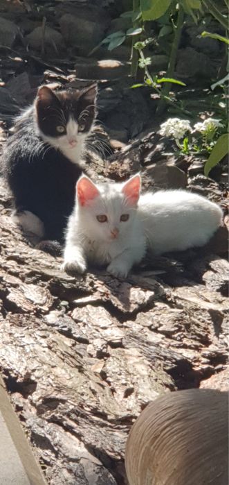 Котенок в лучшие руки