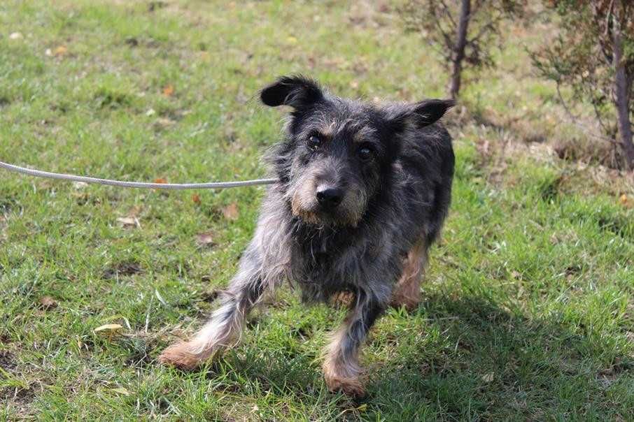 Nieśmiały Stworek szuka spokojnego domu - schronisko bez wolo