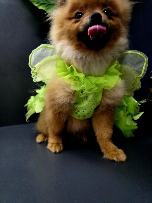Szpic miniaturowy Pomeranian Boo sunieczka 2xszczepienia legowisko