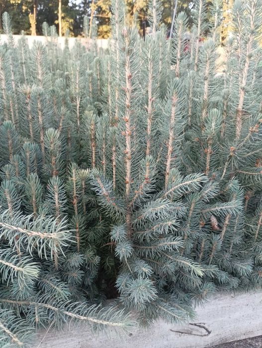 Świerk Srebrny odm. Kaibab ( Picea pungens)15-30 cm