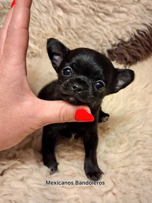 NAJPIĘKNIEJSZY WĘGIELEK Chihuahua.  Krótkowłosy chlopczyk  !