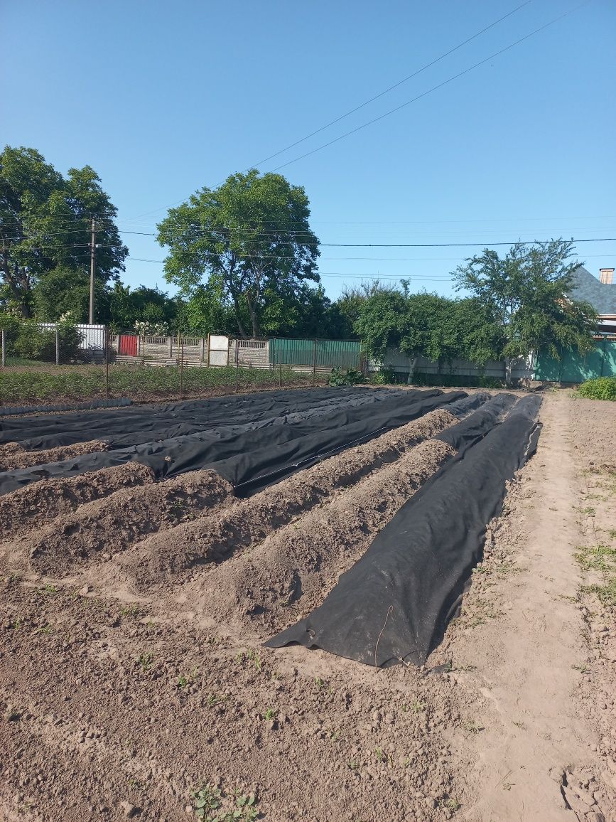 Продаю батат ( солодка картопля). Бульба на розмноження та їжу.