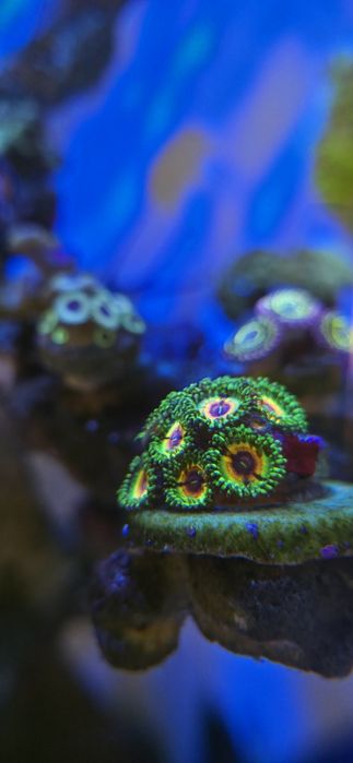 Frag Zoanthus LSOH